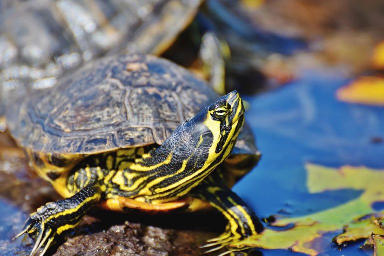 Are Turtles Reptiles Or Amphibians? Here's The Answer - Facts.net