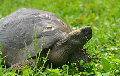 Slowest Animals in the World 