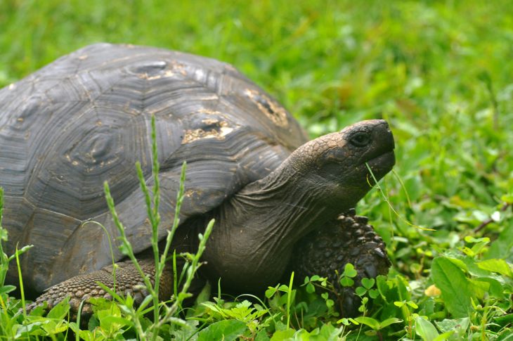 Slowest Animals in the World; Galapagos tortoise