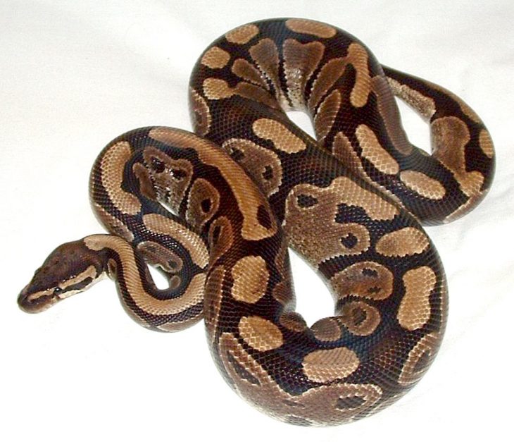 50 Types of Snakes From Around the World - Facts.net