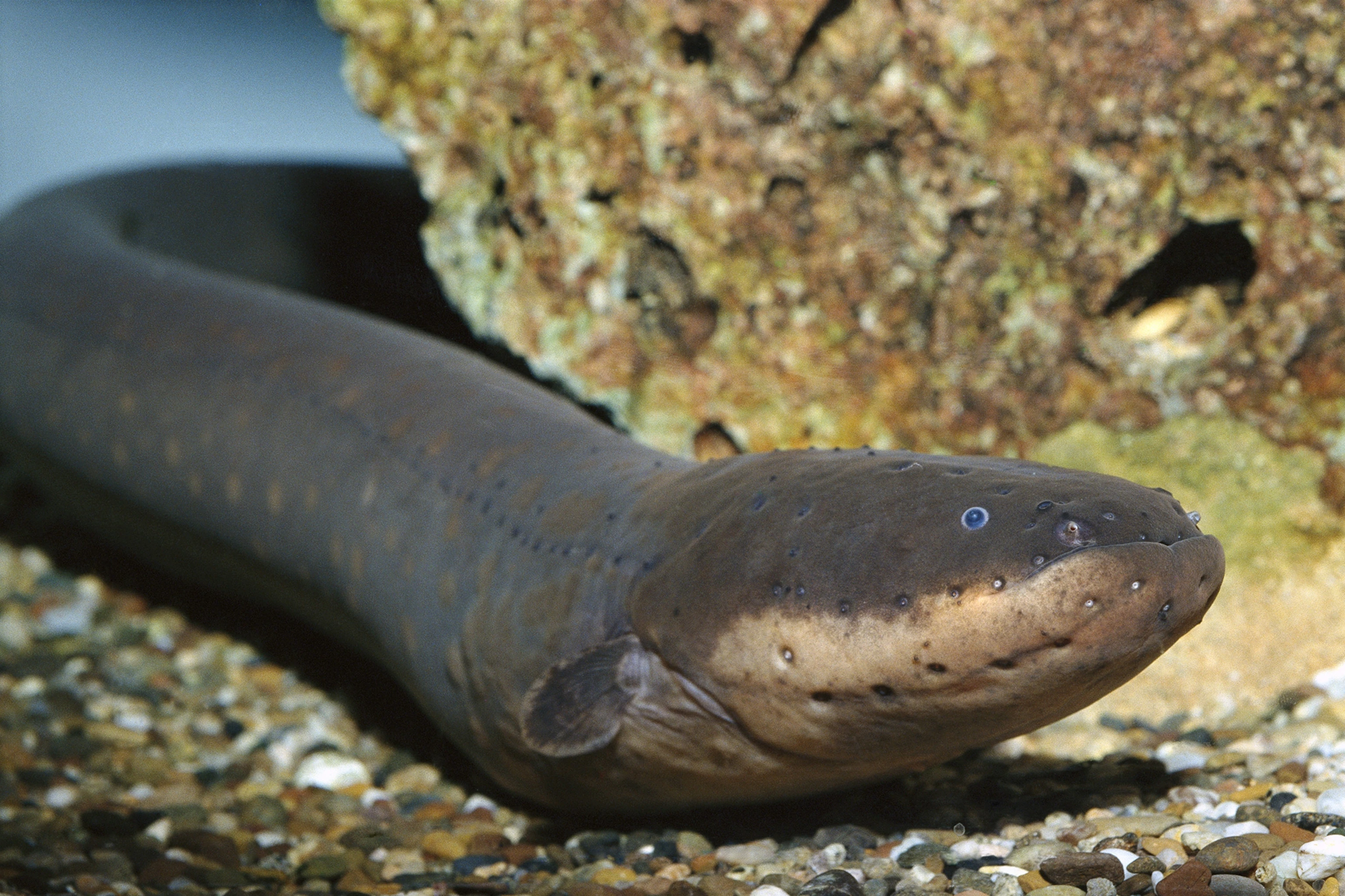 How Do Eels Reproduce? - Facts.net