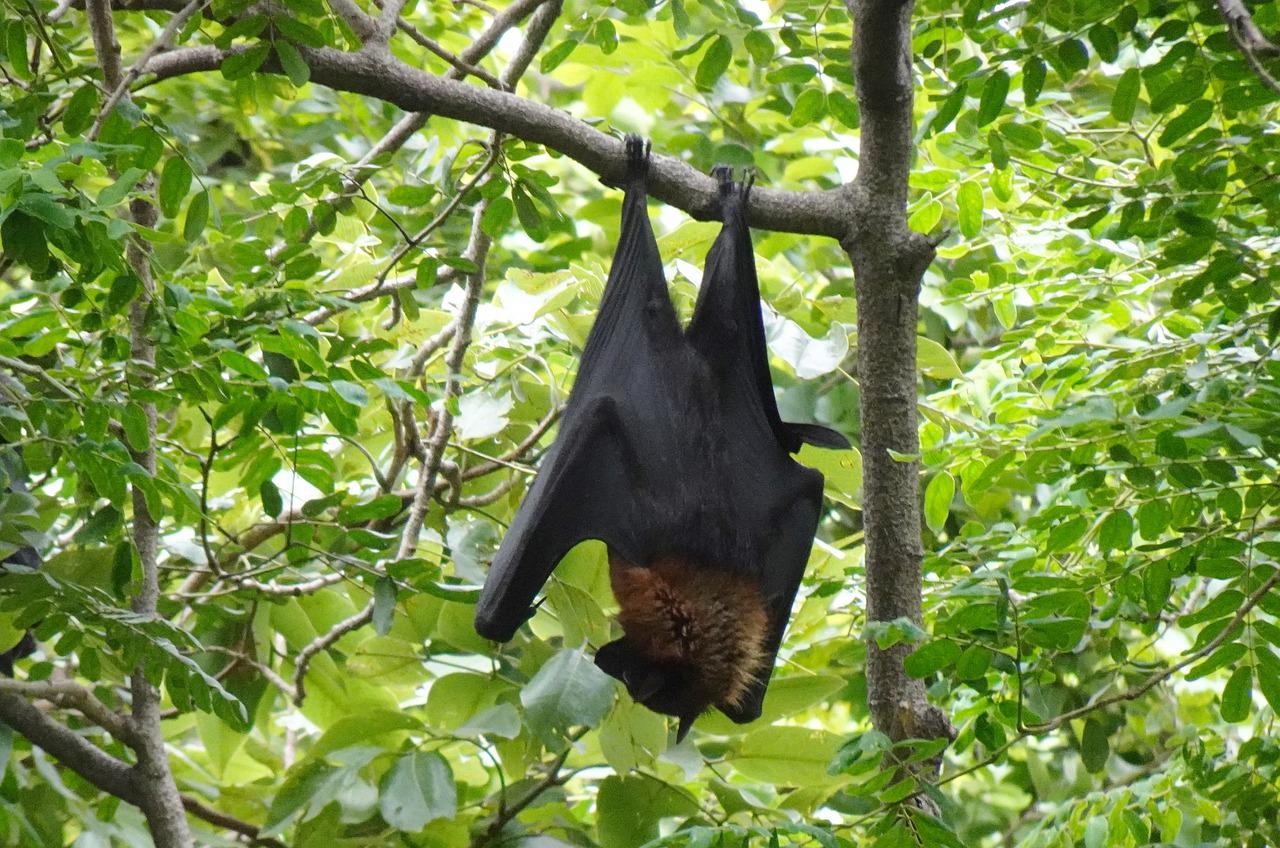 australian flying fox eaten by snake