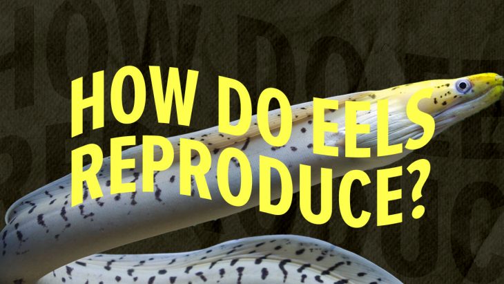How do eels reproduce