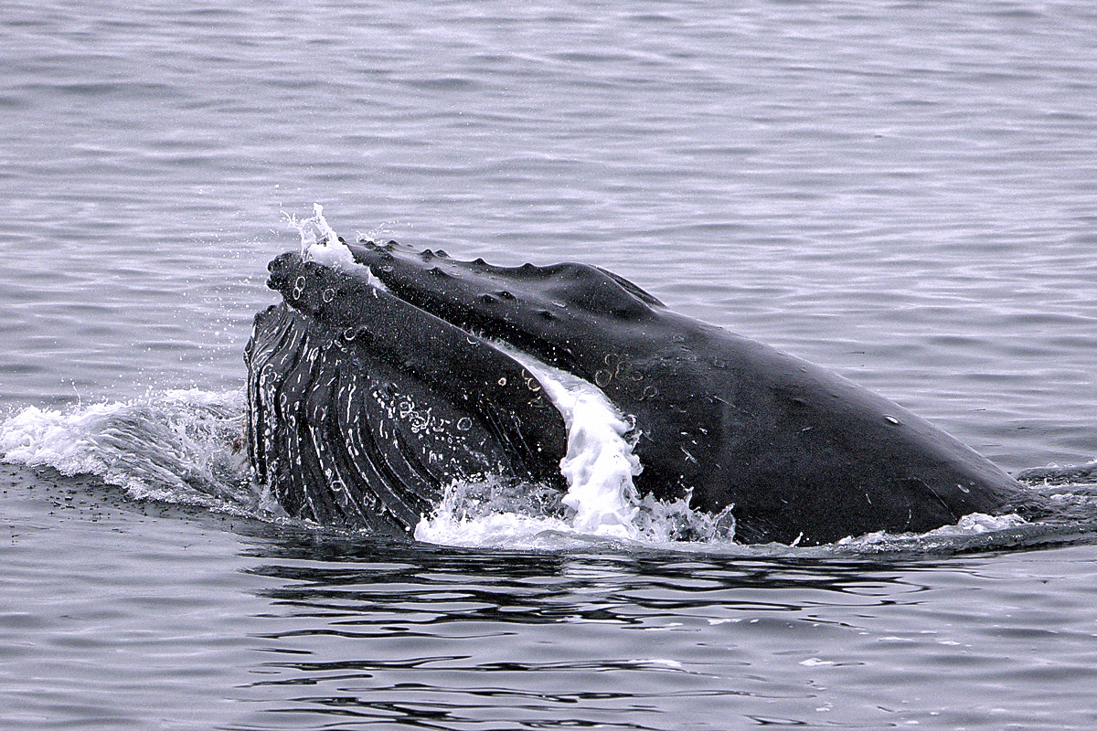 North Pacific right Whale