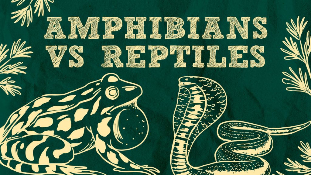 Amphibians VS Reptiles What's The Difference?