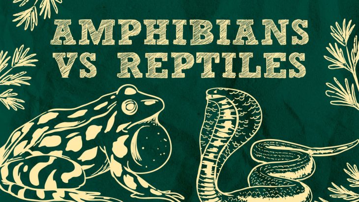 amphibians vs reptiles
