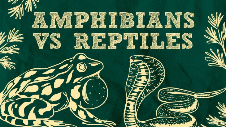 Difference amphibians best sale and reptiles