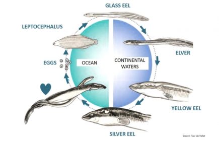 How Do Eels Reproduce? - Facts.net