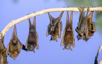 40 Little Red Flying Fox Facts - Facts.net