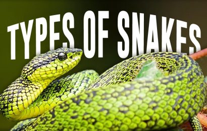 100 Snake Facts That Will Swallow You Whole - Facts.net