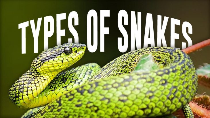 50 Types of Snakes From Around the World 