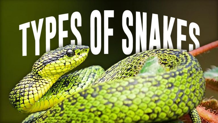 50 Types of Snakes From Around the World - Facts.net