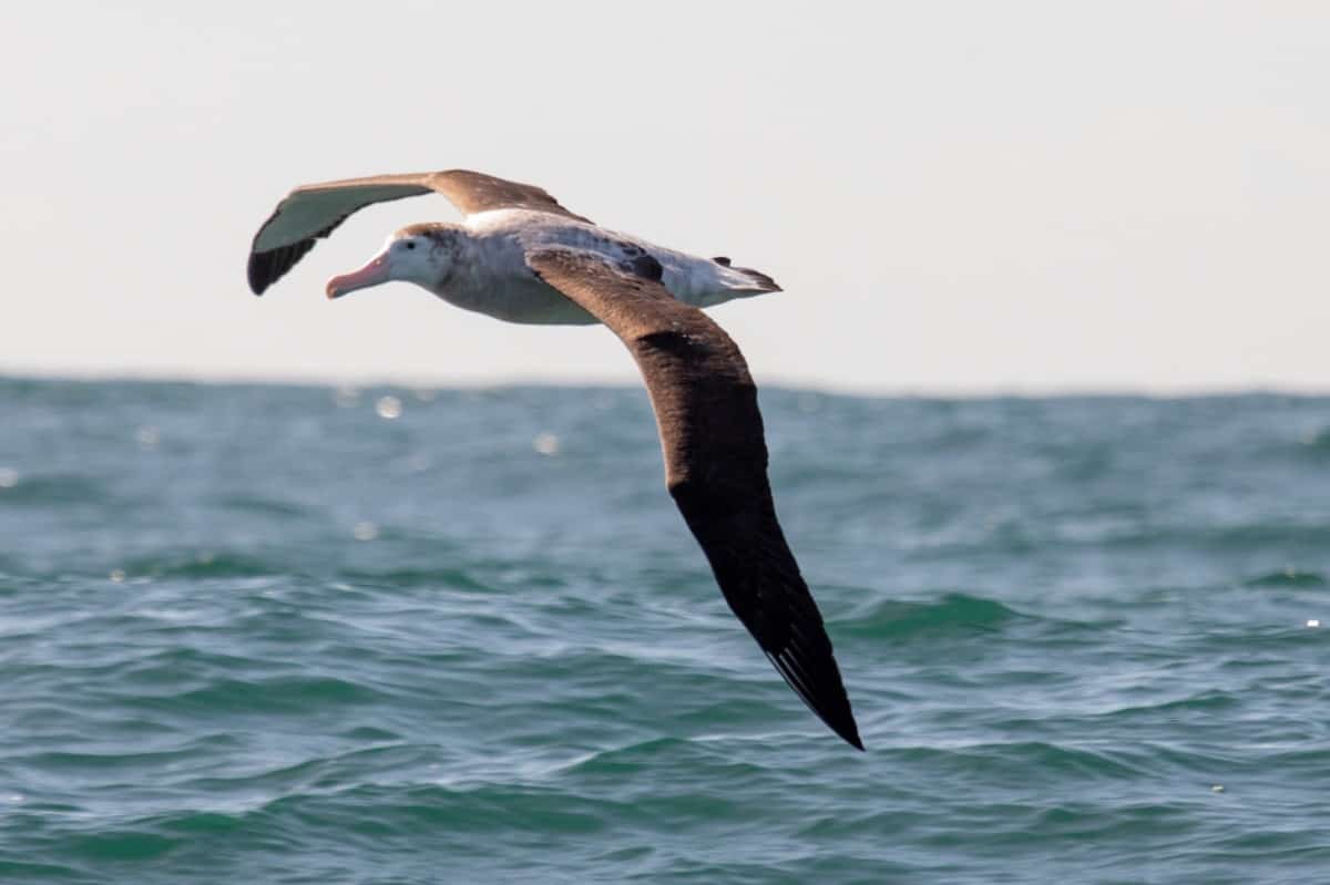 Antipodean Albatross