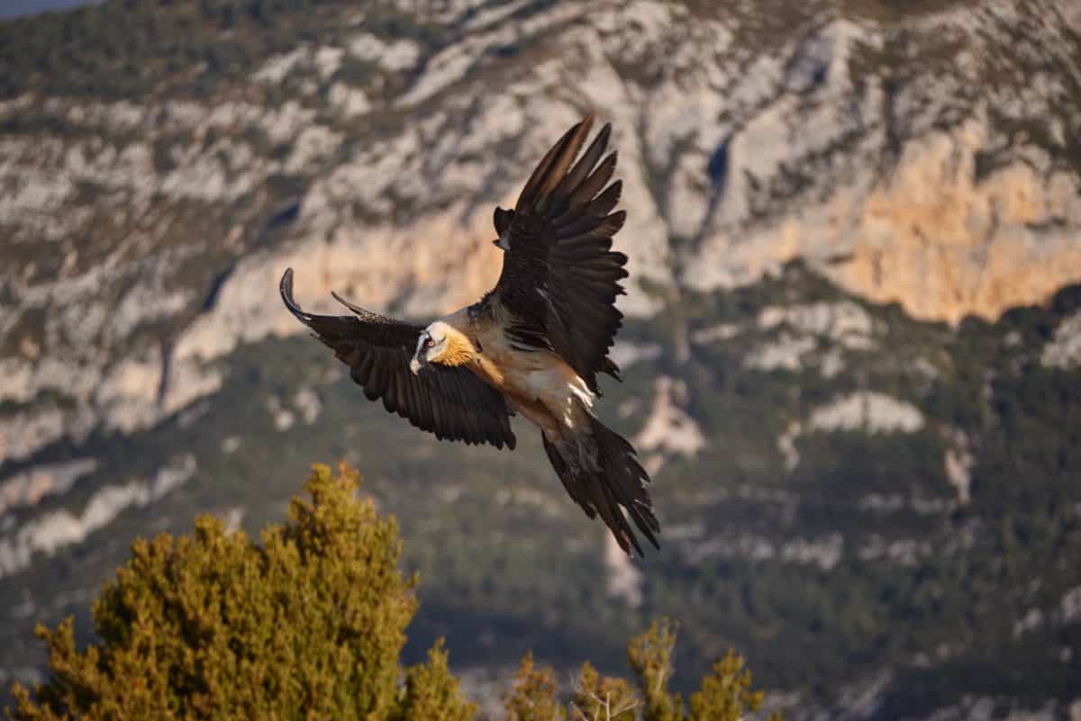 Bearded Vulture
