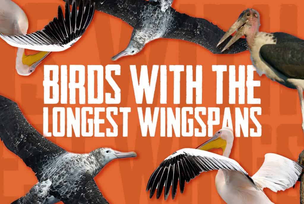 top-20-birds-with-the-longest-wingspans-facts