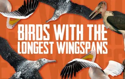 Top 20 Birds With The Longest Wingspans 