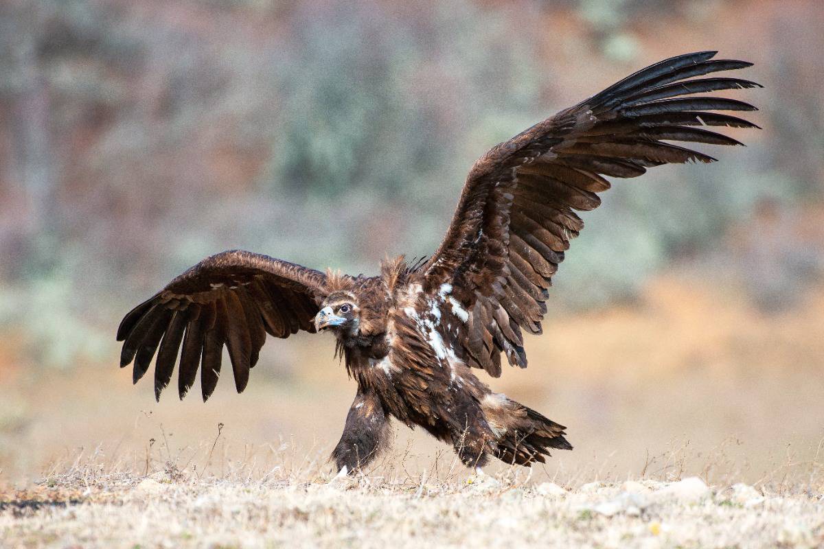 Cinereous Vulture