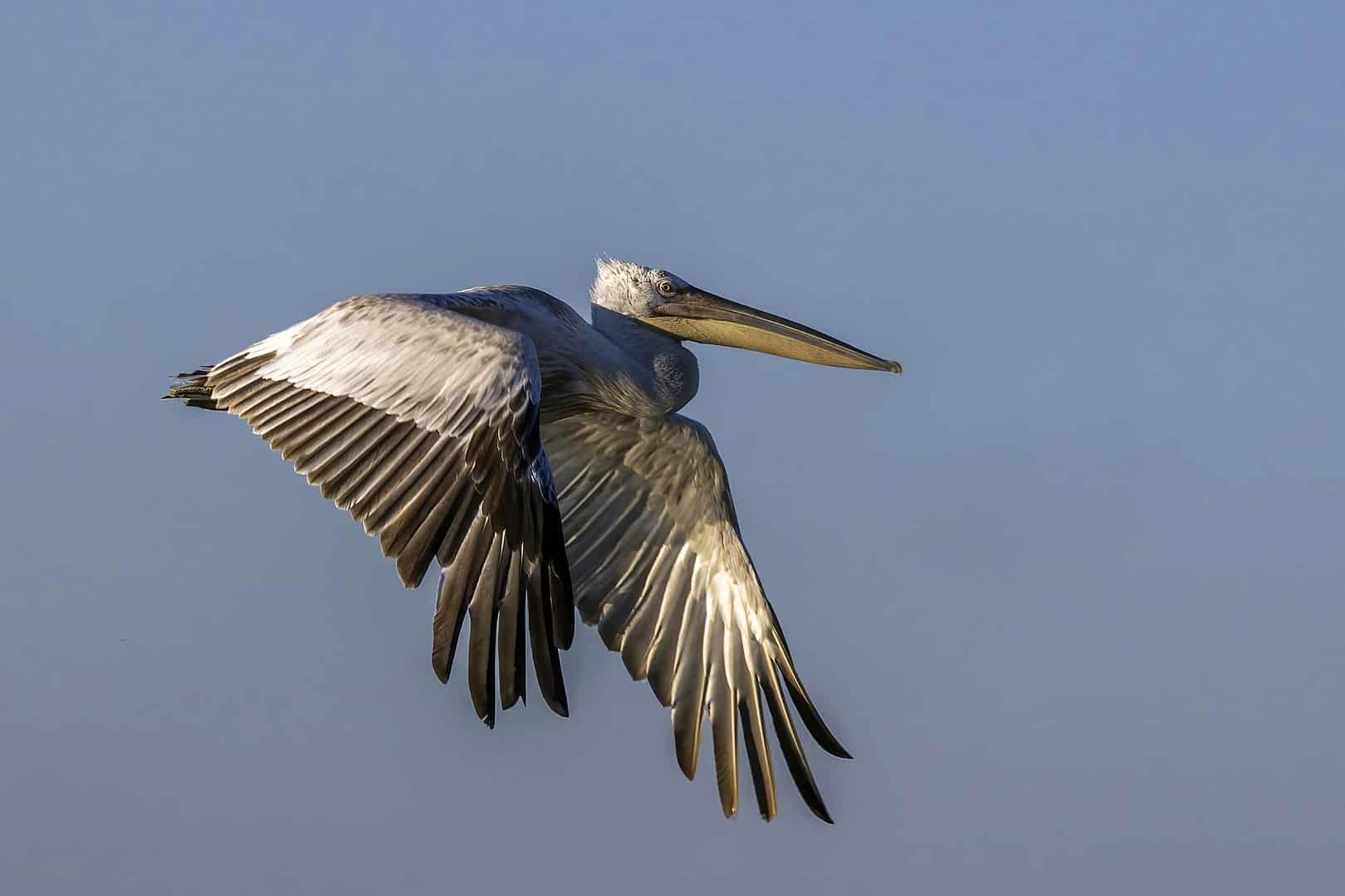 Bird with Longest Wingspan, Dalmatian Pelican