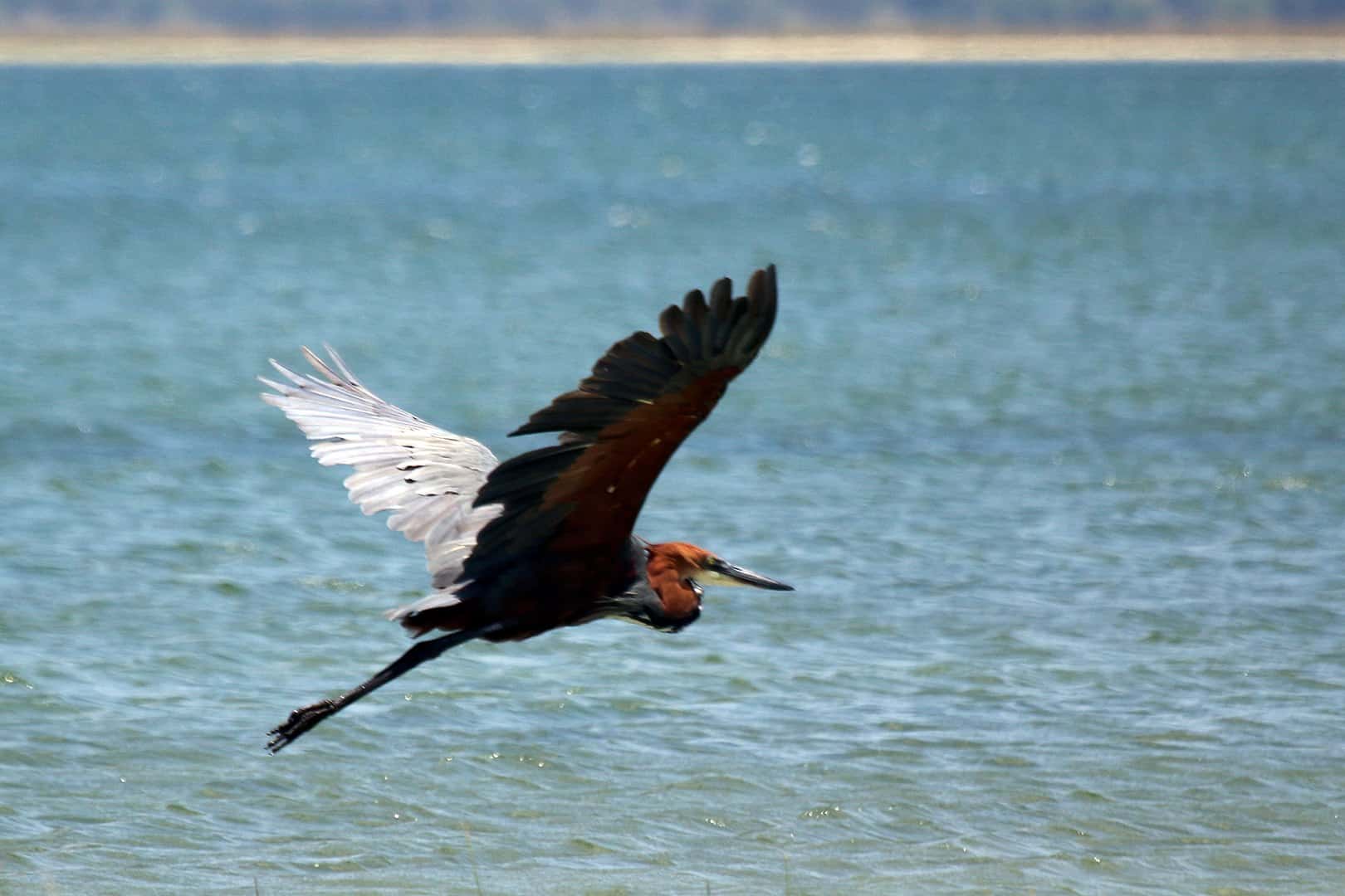 Bird with Longest Wingspan, Goliath Heron