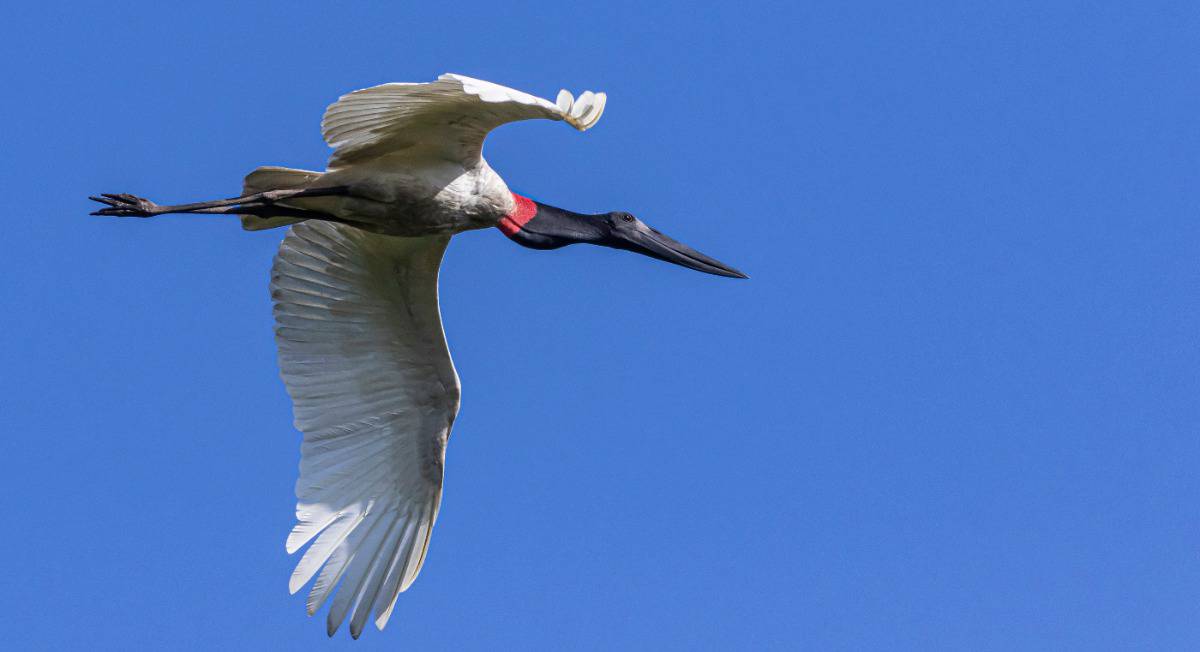 Jabiru Stork