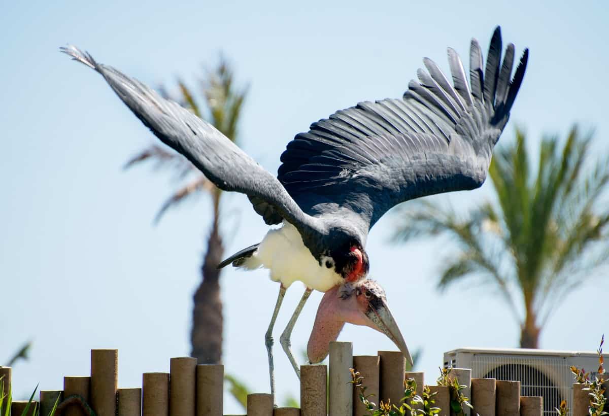 Marabou Stork