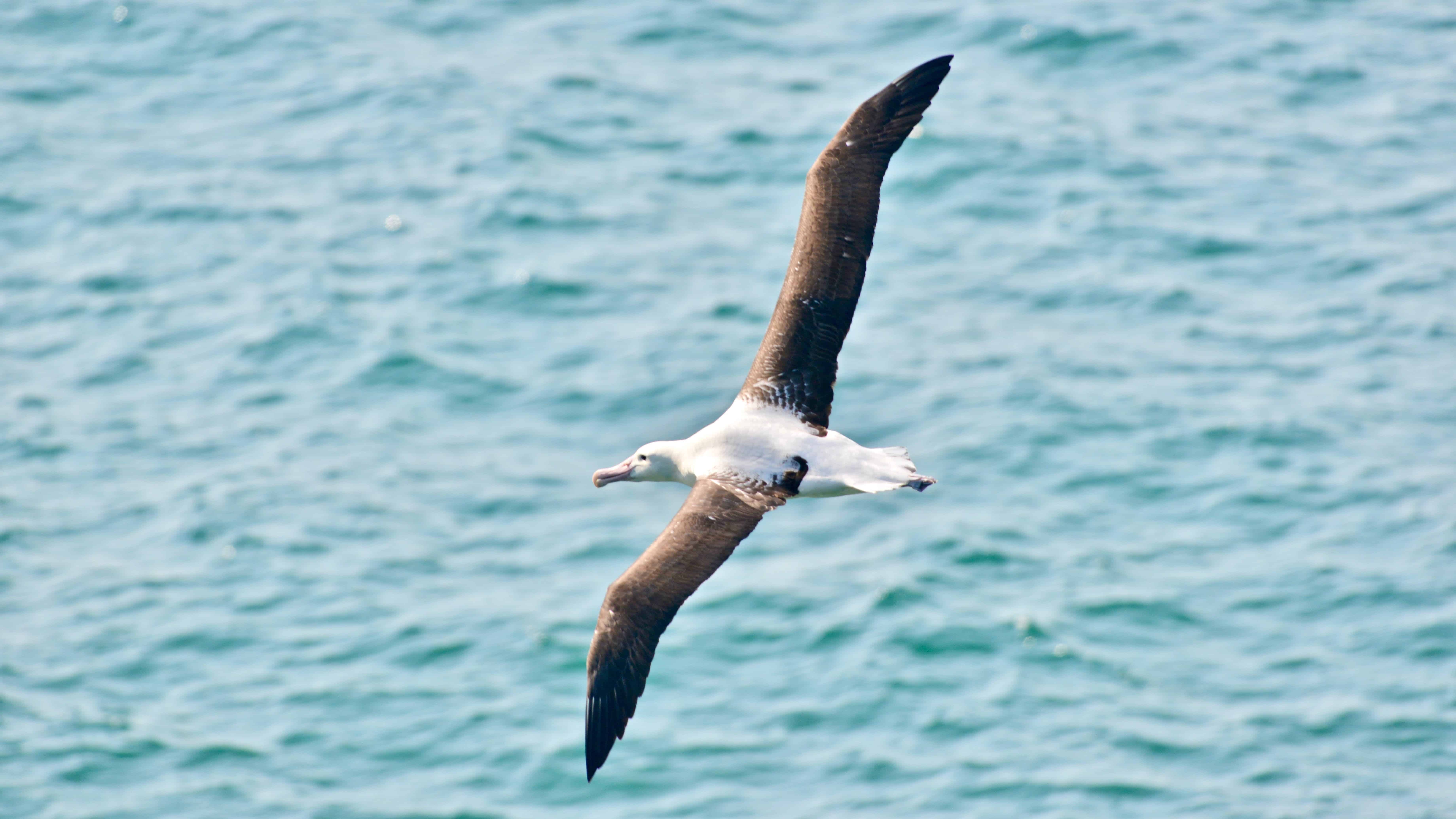 Northern Royal Albatross
