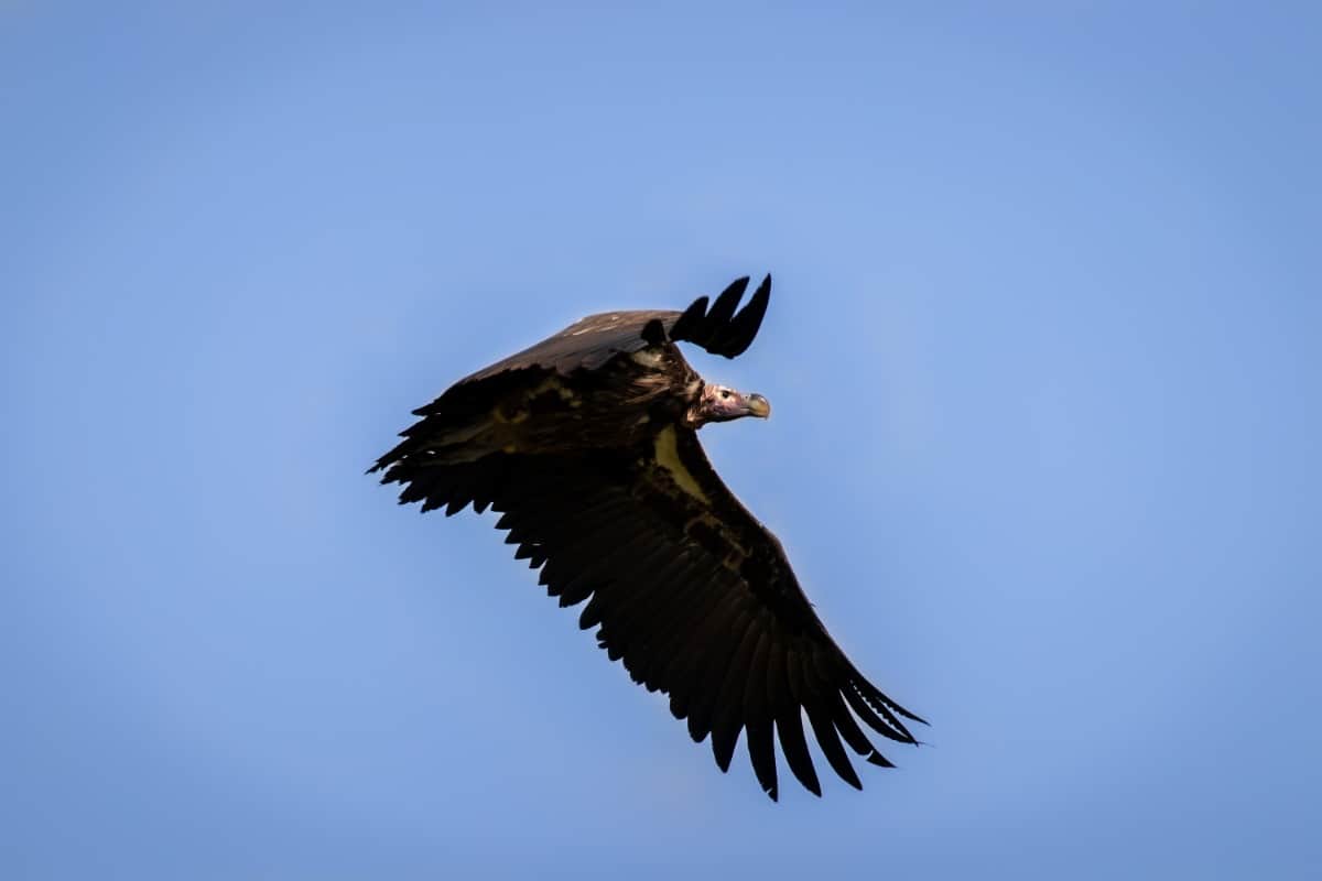 Nubian Vulture