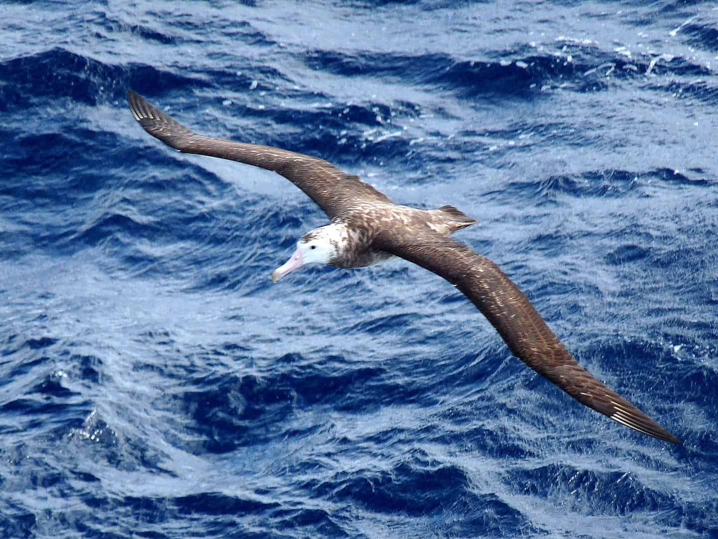 Bird with Longest Wingspan, Tristan Albatross