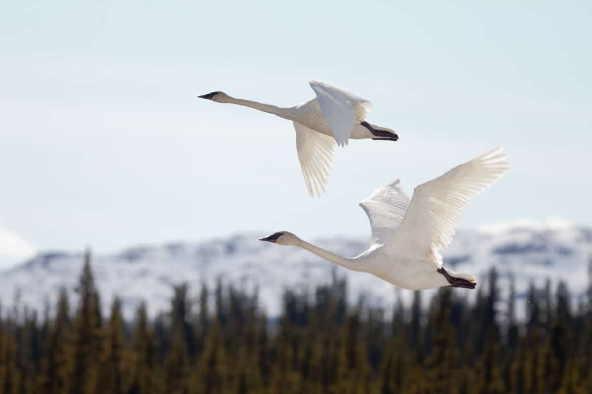 Trumpeter Swan
