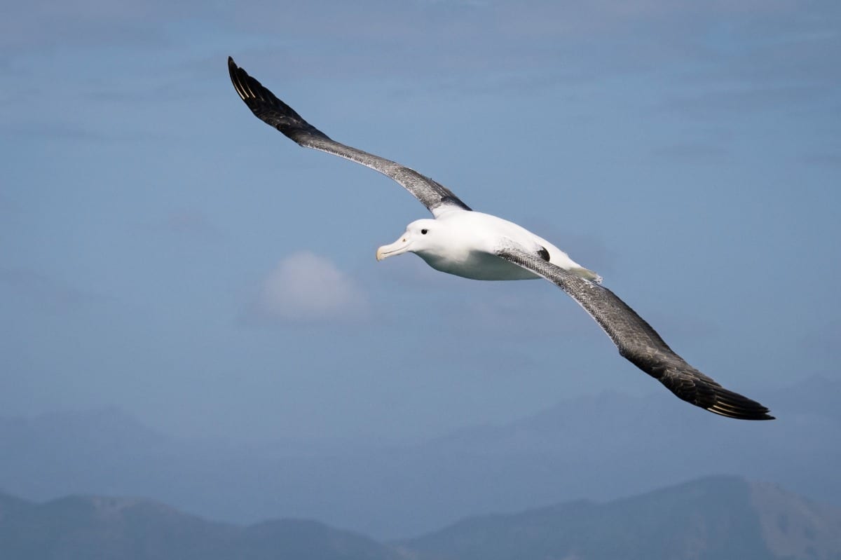 Wandering Albatross