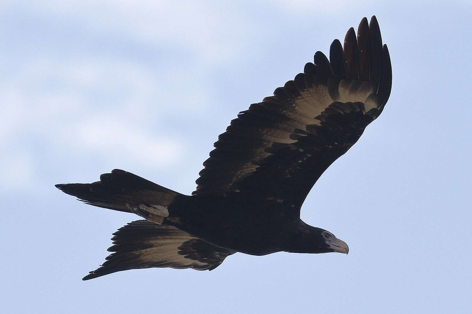 Bird with Longest Wingspan, Wedge-tailed Eagle