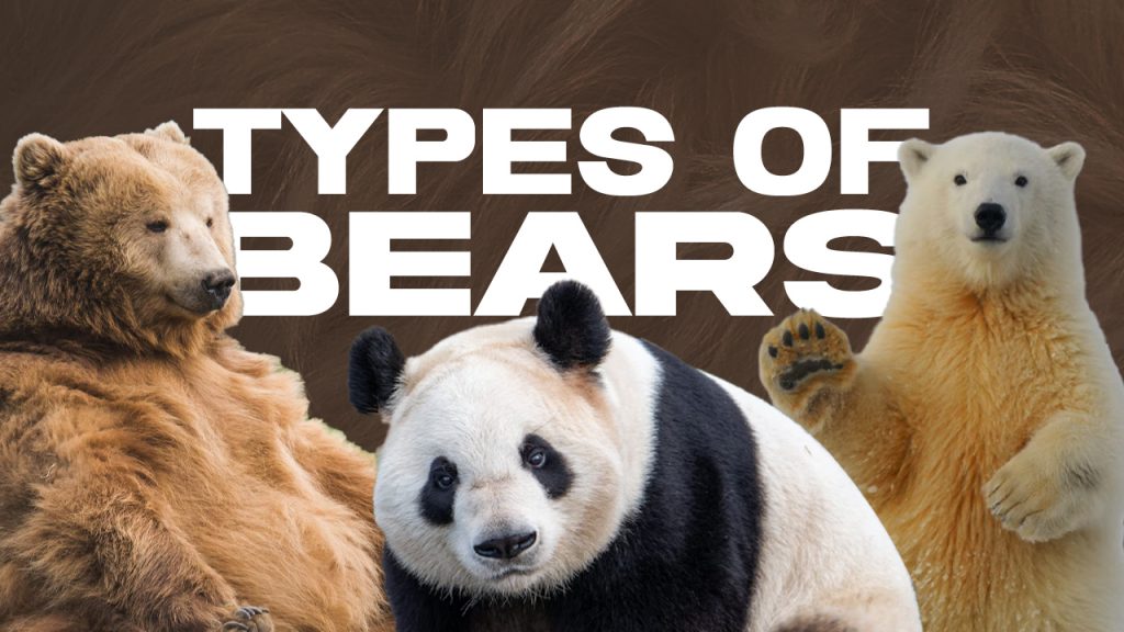 9 Types Of Bears Their Subspecies And More Facts