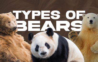 9 Types of Bears Their Subspecies and More 