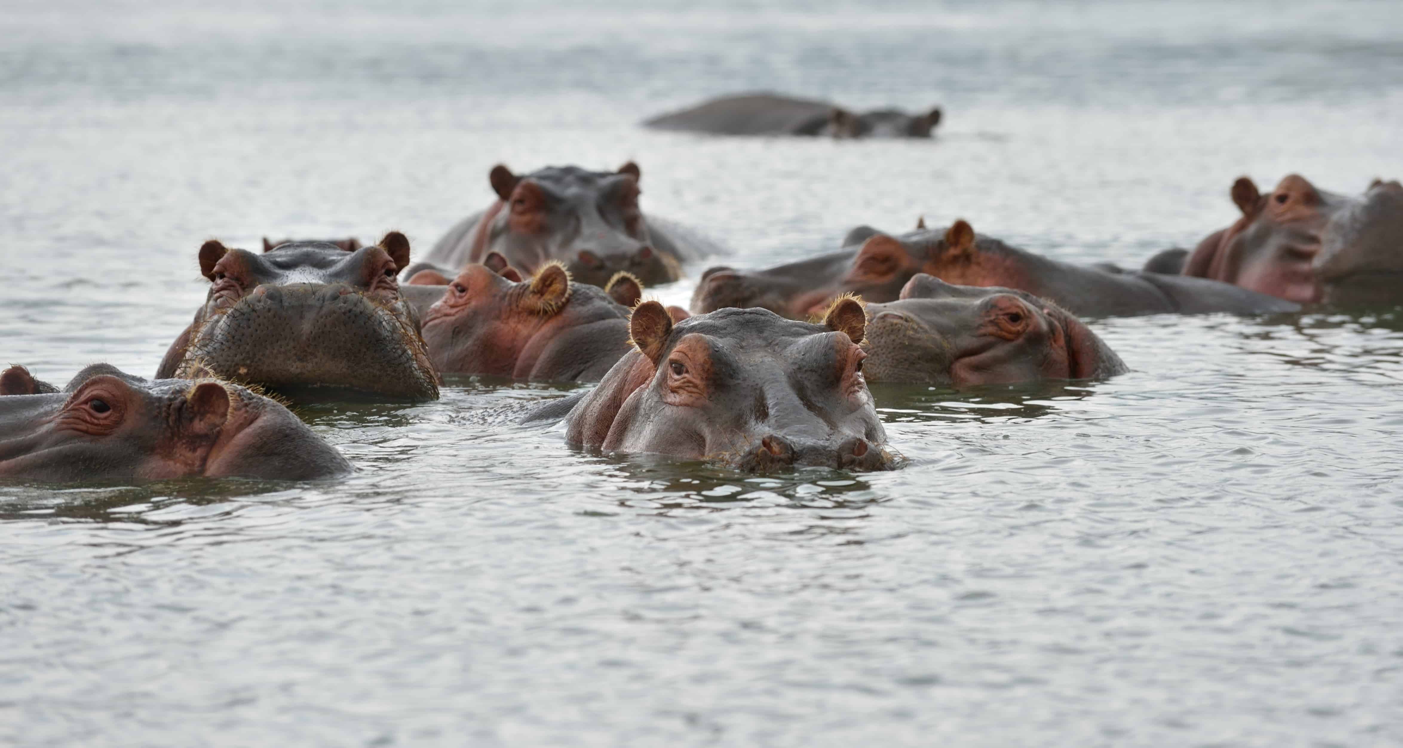 A Bloat of Hippopotamuses