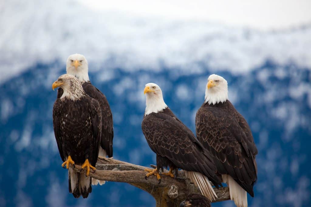 names-for-groups-of-animals-facts