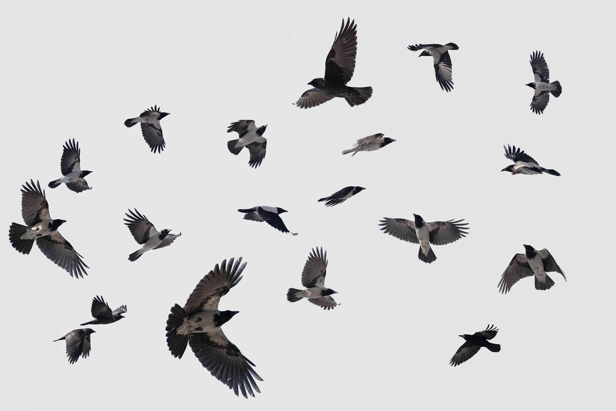 A murder of crows