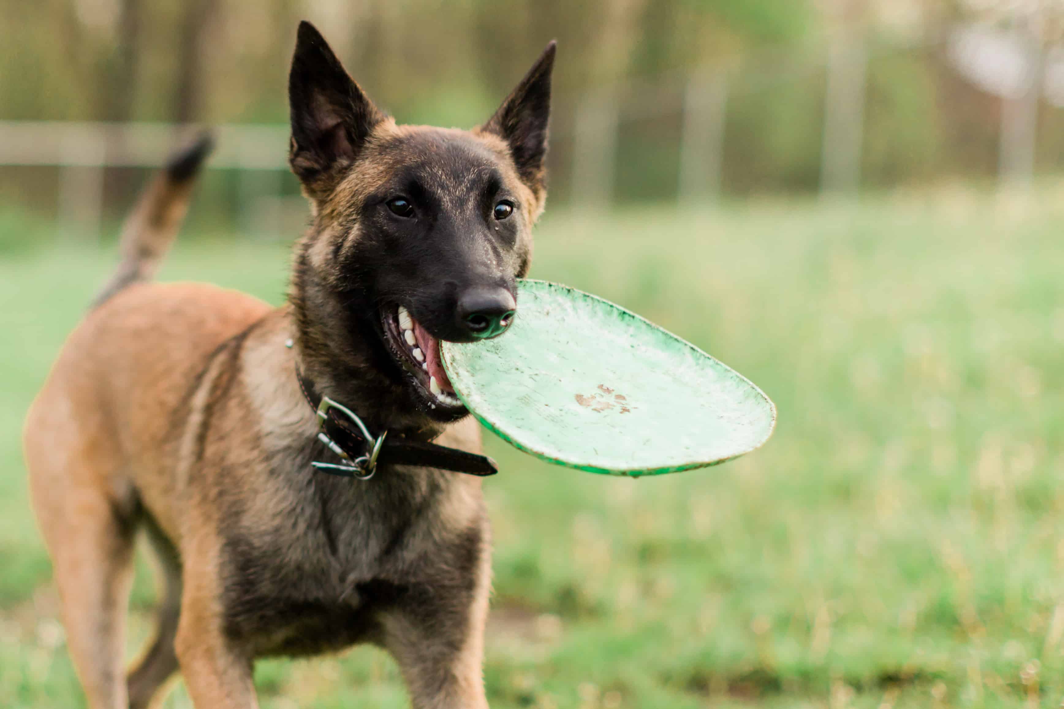 Belgian Malinois