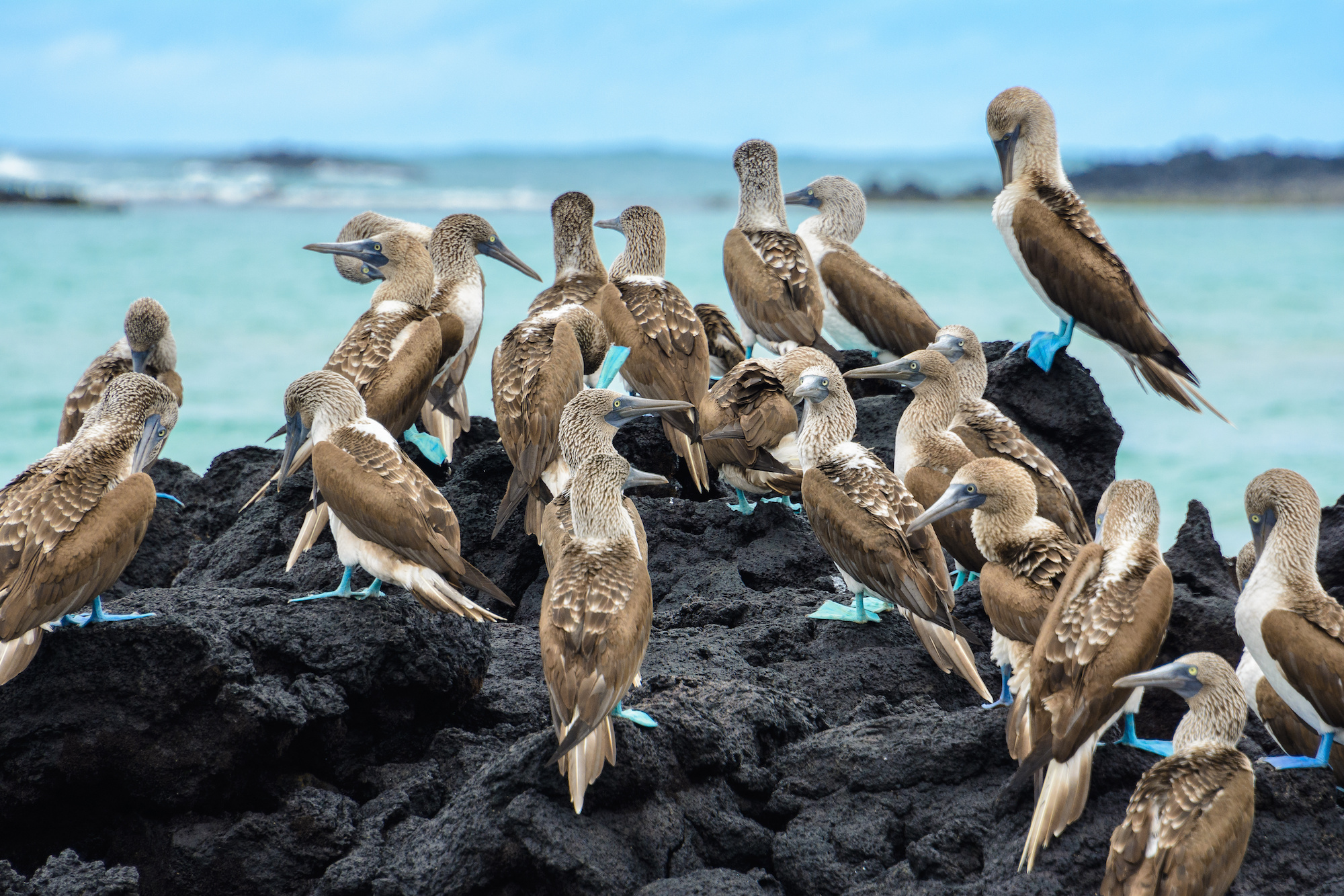 5 Fun Facts About the Blue Footed Booby