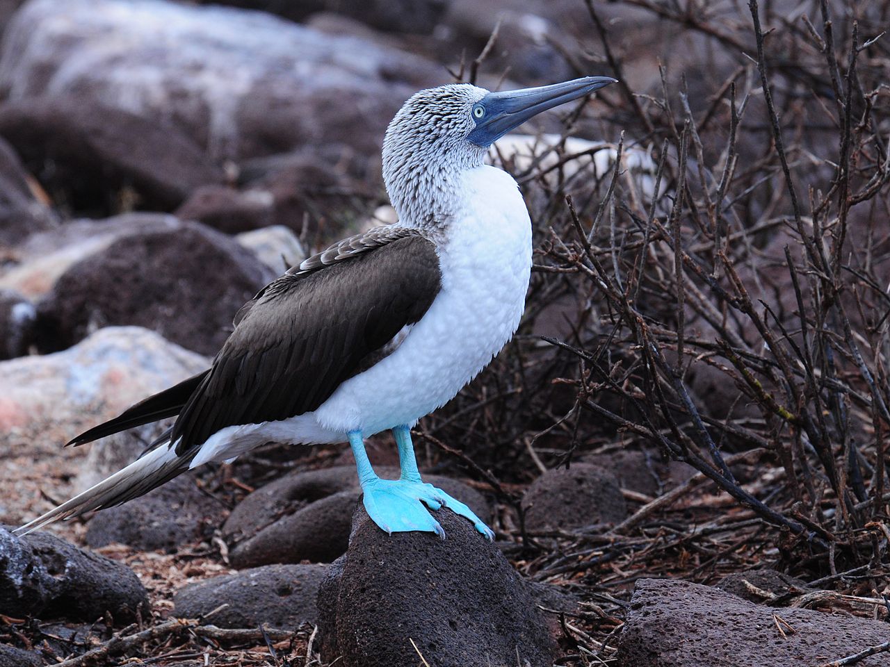 5 Fun Facts About the Blue Footed Booby