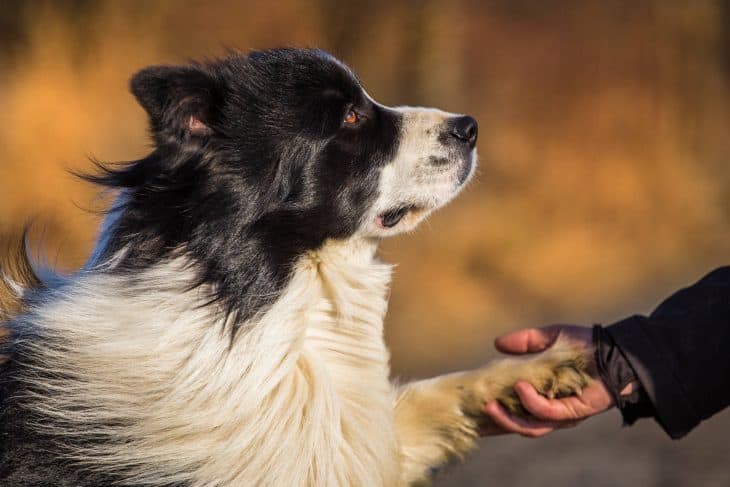 Border Collie holding man's hand