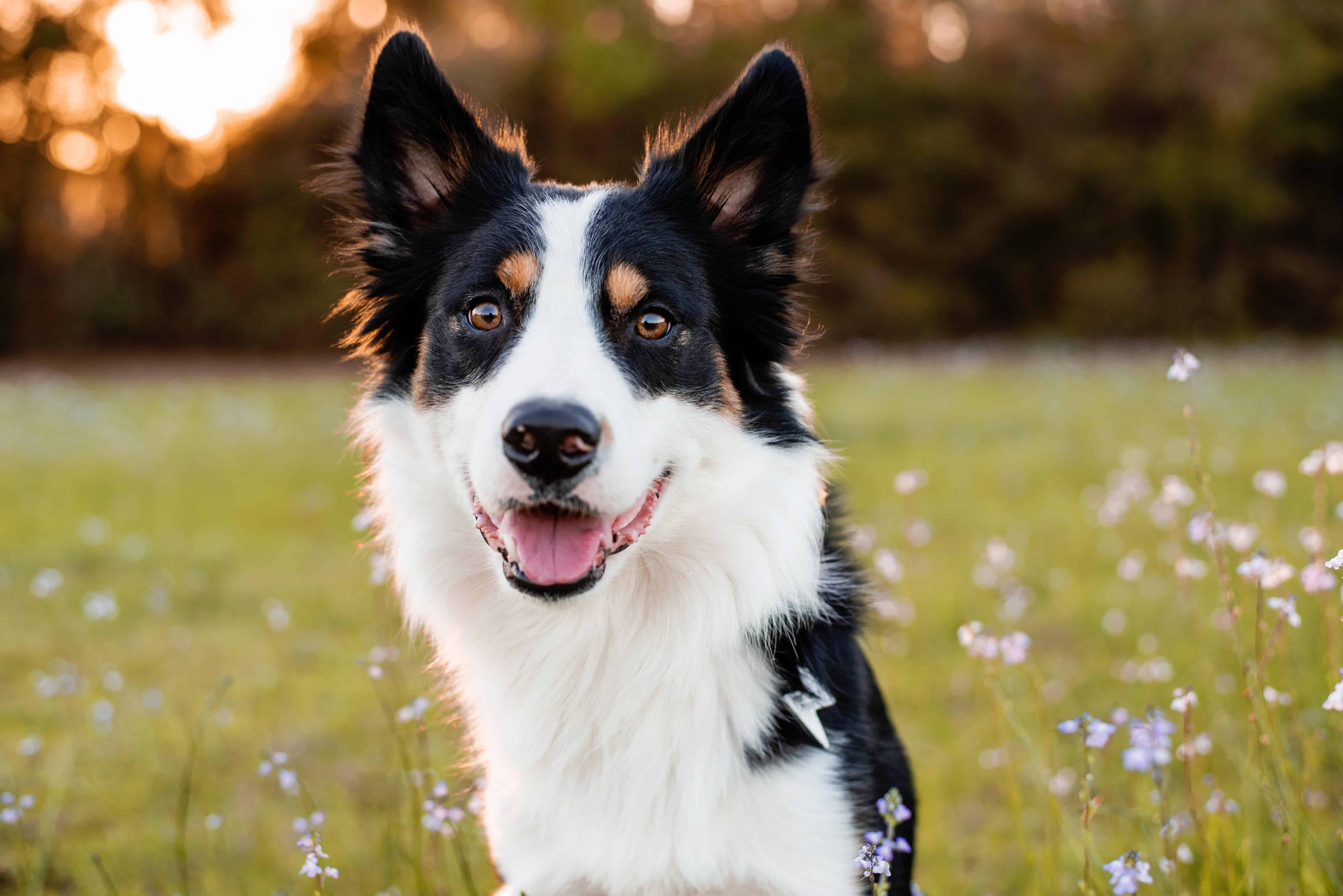 Border Collies
