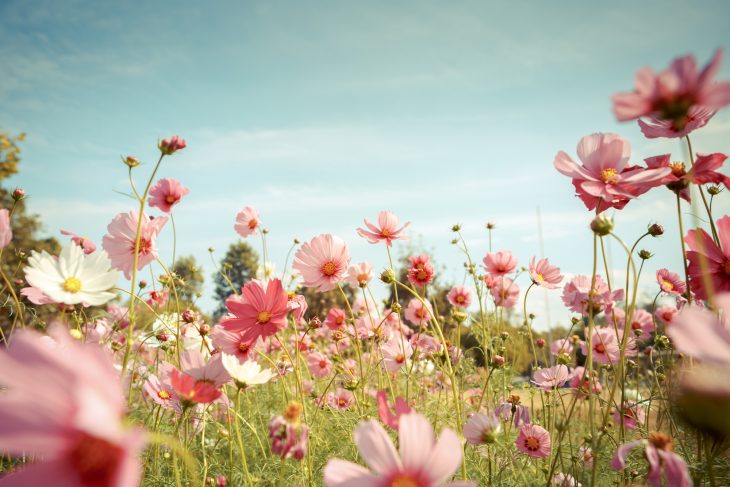 Cosmos flower blossom in garden