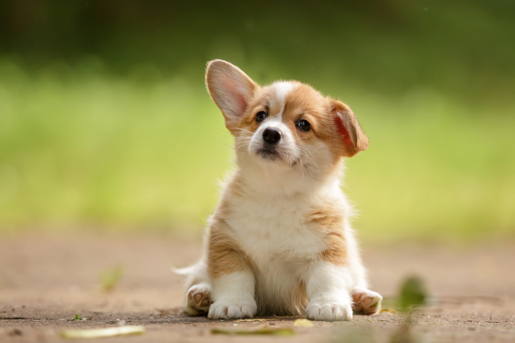 19 Adorable Facts About Puppies You Need To Know Facts 19 Adorable Facts About Puppies You Need To Know Facts