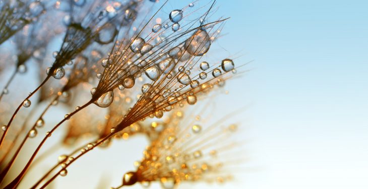 Dew drops on a dandelion seeds at sunrise close up