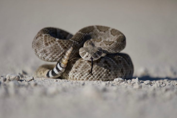 Diamondback Rattlesnake