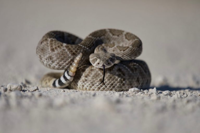 11 Fascinating Rattlesnake Facts For Kids - Facts.net