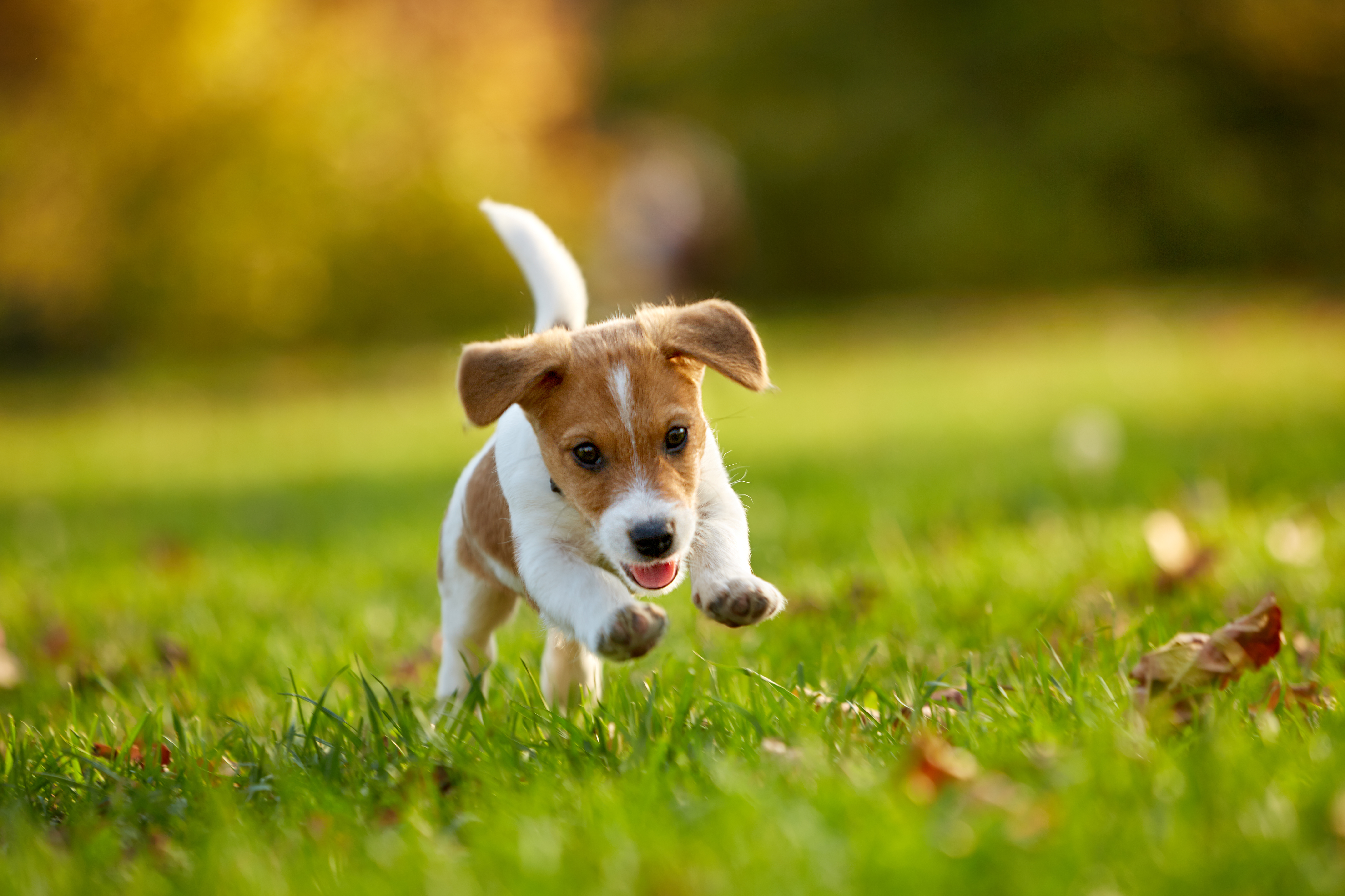 Dog breed Jack Russell Terrier playing in autumn park