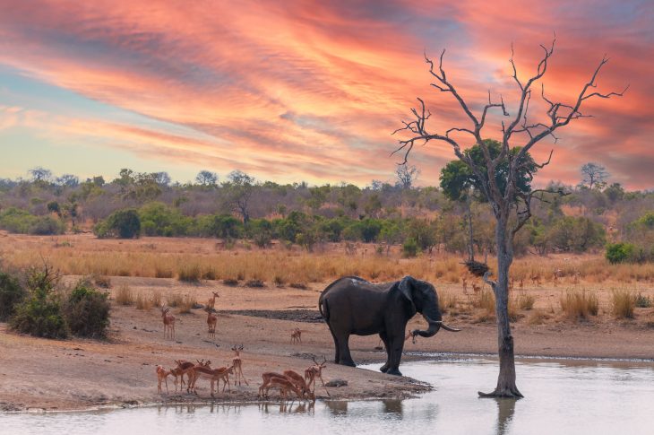 Elephant and a herd of impalas gather at a clean water pool at savanna
