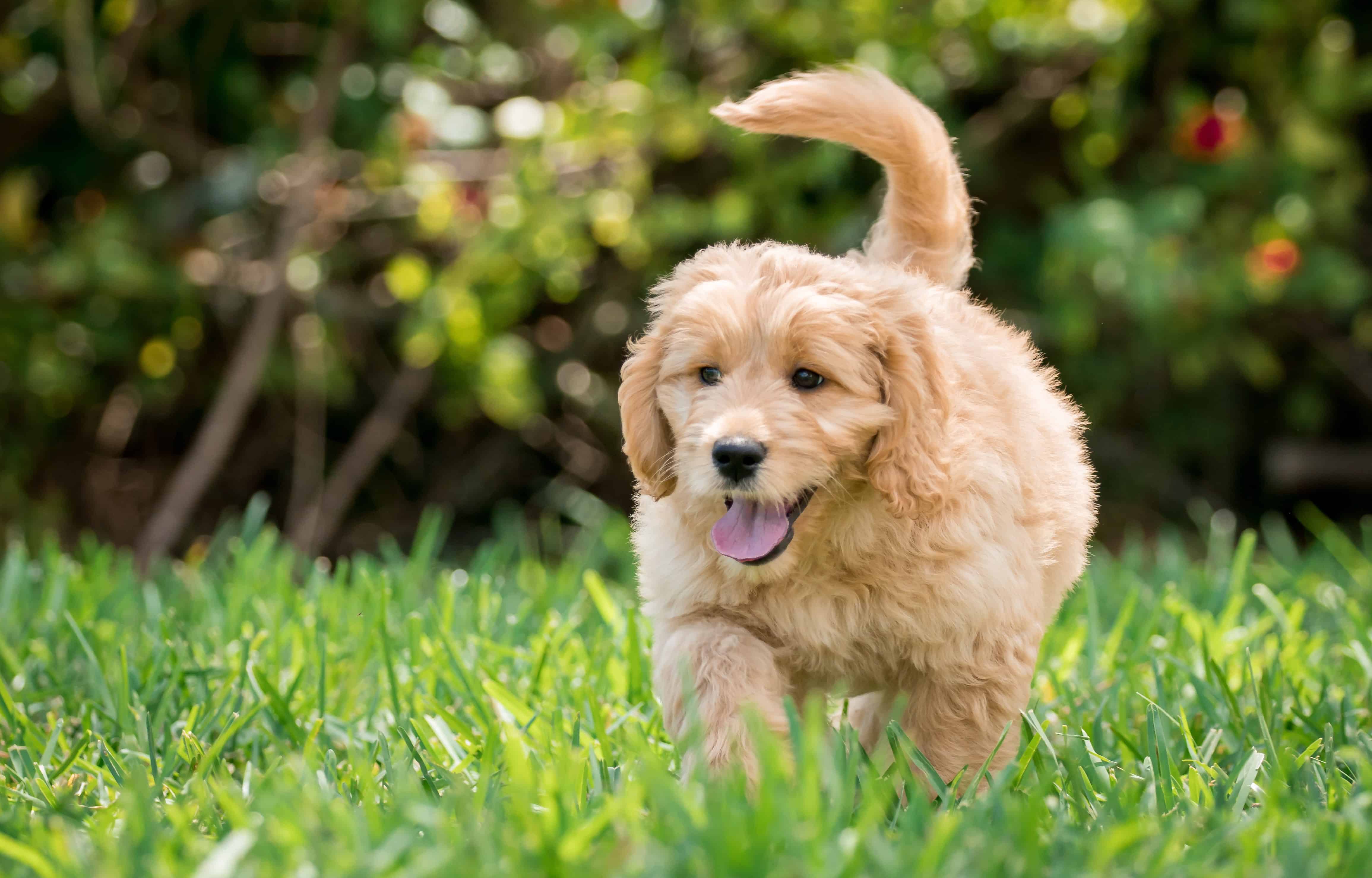 Goldendoodle puppy