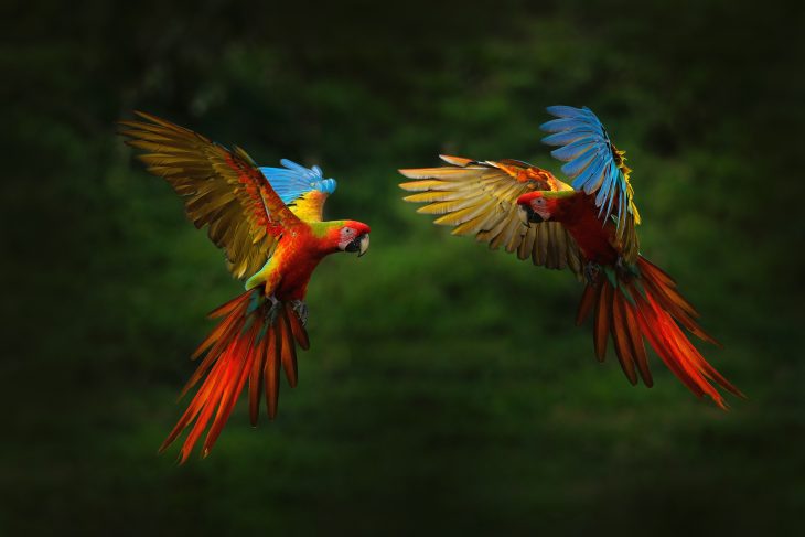 Macaw parrot flying